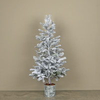 4' SNOWY HEMLOCK TREE