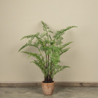 3.5' POTTED FOREST FERN