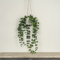 29" HANGING POTTED BUTTON FERN