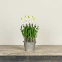 11" POTTED CREAM GRAPE HYACINTH