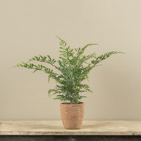 20" POTTED HEAVENLY BAMBOO