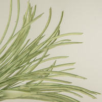 29" PAPER GRASS BUSH