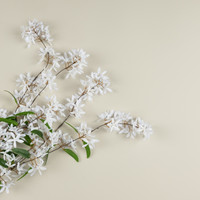 34" WHITE SANDPAPER VINE HANGING BUSH