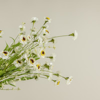 22" WHITE PAPER DAISY BUSH