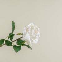 24" CREAM ROSE STEM