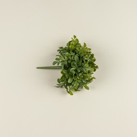 9.5" BOXWOOD BUSH