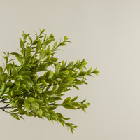 14" RUSCUS LEAF BUSH