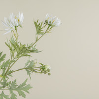 27" CREAM ASTER SPRAY
