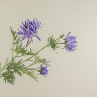 27" PURPLE ASTER SPRAY
