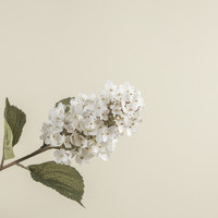 32.5" WHITE LILAC STEM