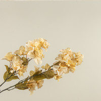 42" BUTTERMILK AZALEA STEM