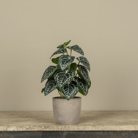 13.5" POTTED HOSTA
