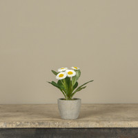 6.75" WHITE POTTED DAISY