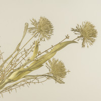 20.5" FERNWOOD WILD LEEK SPRAY