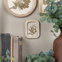 5.25" PRESSED WHITE FLOWER IN FRAME