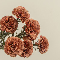 15.75" TERRACOTTA CARNATION SPRAY
