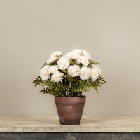 13" POTTED CREAM MUMS