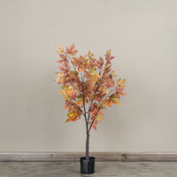 3' FALL MAPLE LEAF TREE