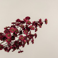 22" BURGUNDY MINI DAISY BUSH