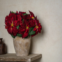 24" BURGUNDY POINSETTIA BUSH