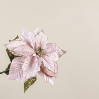 27" BLUSH POINSETTIA STEM