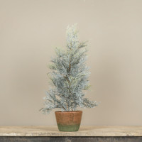 2' DUSTY CEDAR PINE TREE IN POT