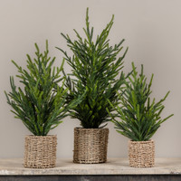 15" AUSTRIAN PINE TREE IN BASKET