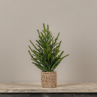 15" AUSTRIAN PINE TREE IN BASKET