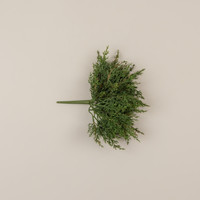 12" JUNIPER BUSH
