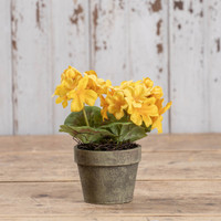 7" YELLOW POTTED GERANIUM