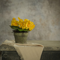 7" YELLOW POTTED GERANIUM