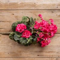 19.5" DARK PINK GERANIUM BUSH