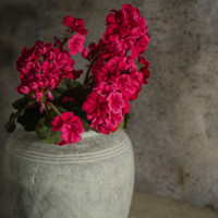 19.5" DARK PINK GERANIUM BUSH