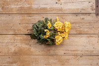 19.5" YELLOW GERANIUM BUSH