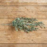 33" WHITEWASH GREEN EUCALYPTUS HANGING BUSH