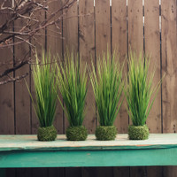 19.75" ONION GRASS IN GRASS BASE