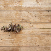 36" BURGUNDY EUCALYPTUS SPRAY