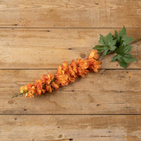 50.5" ORANGE GIANT LARKSPUR STEM