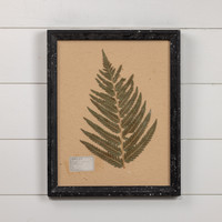 19.75" PRESSED FERN W/ BLACK FRAME