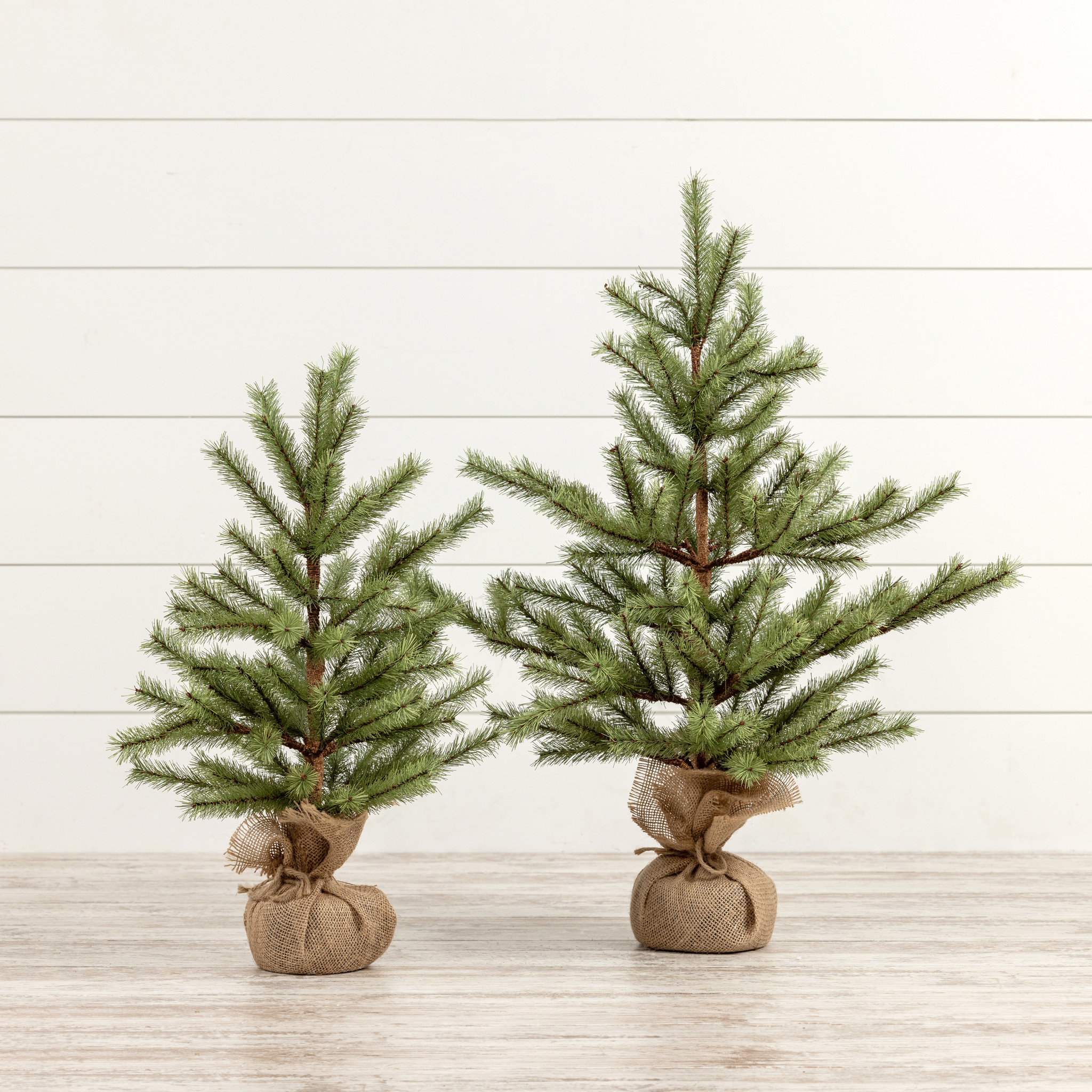 Timberland Pine Tree, 24", photo 2 of 3