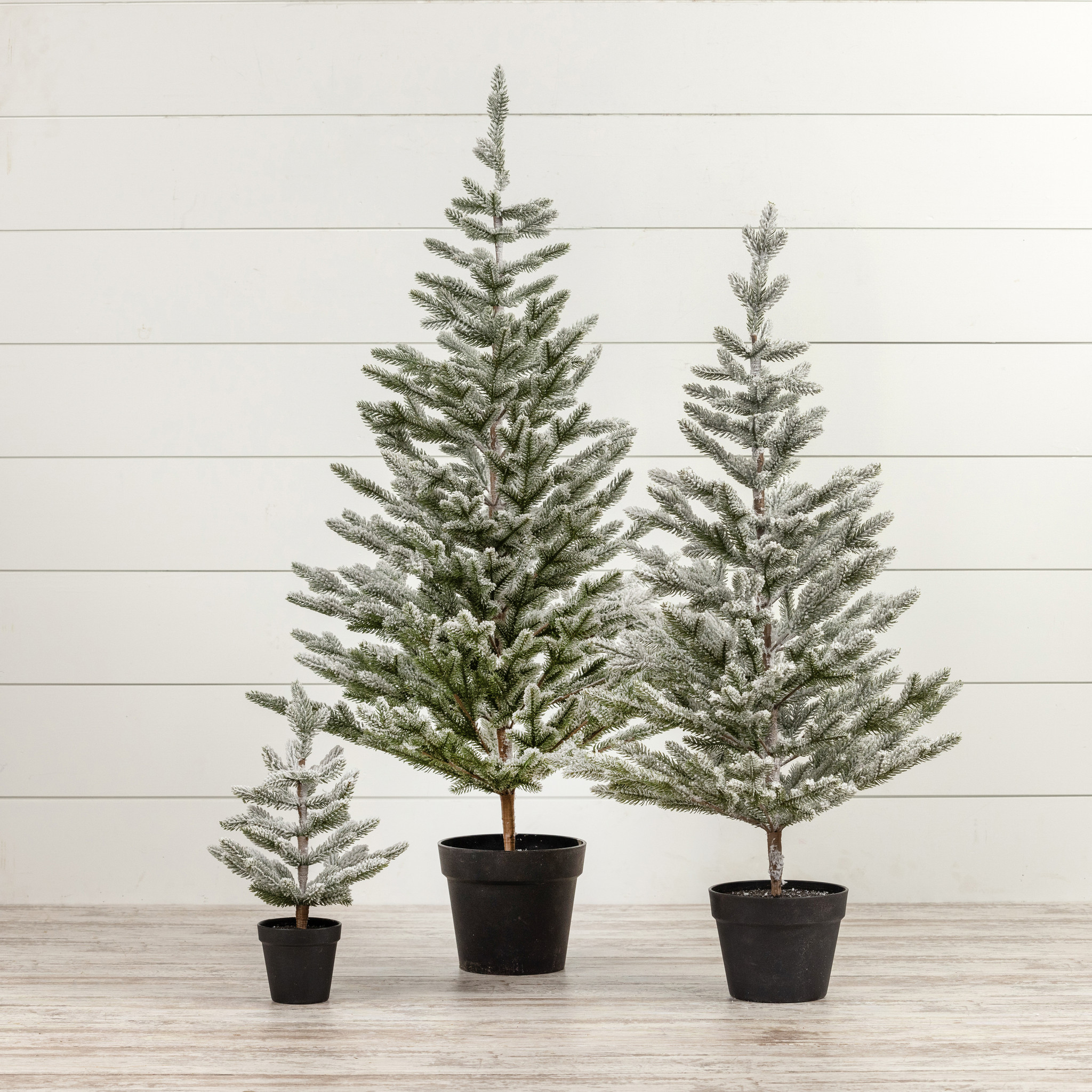 Snowy Pine with Plastic Pot, 15.75", photo 3 of 3
