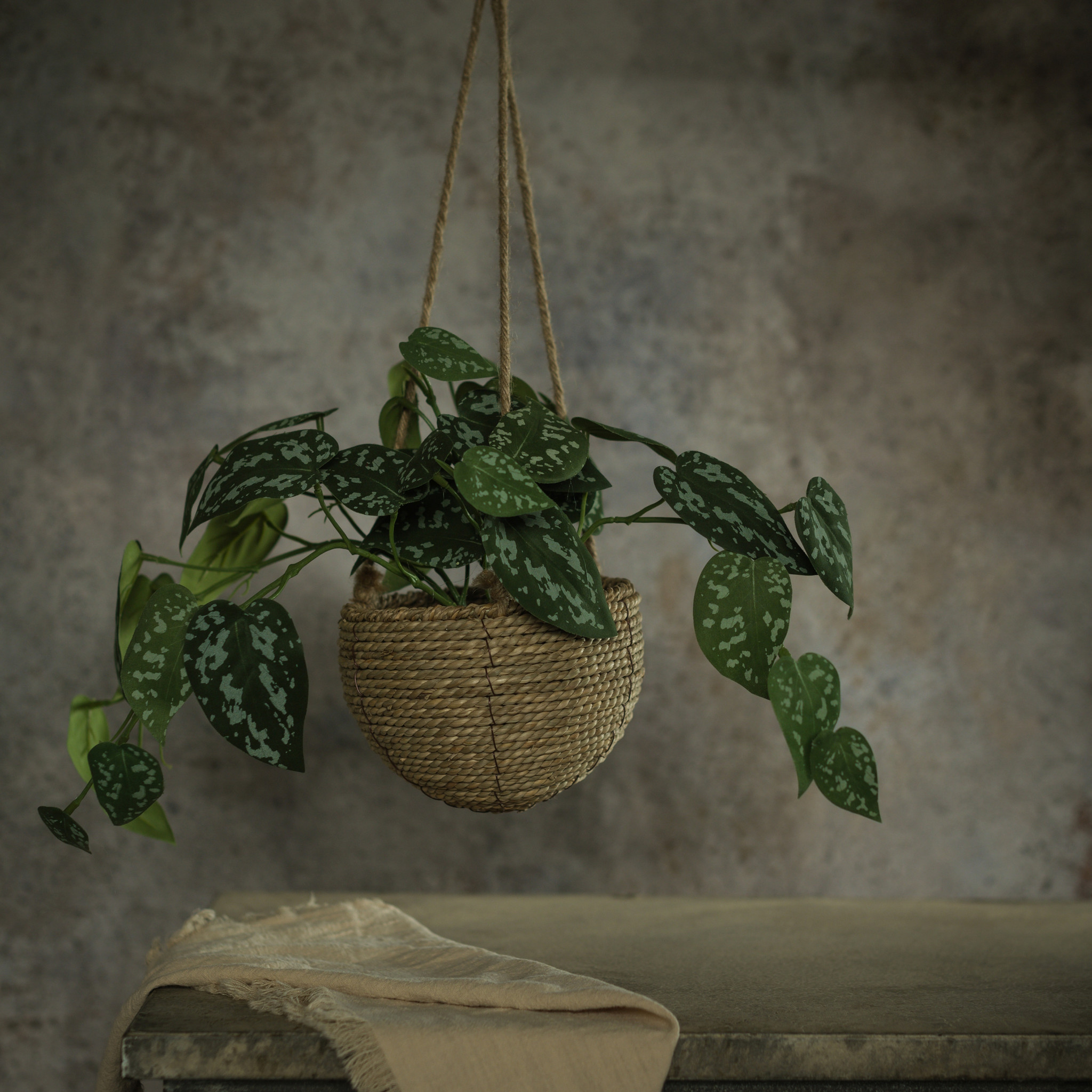 Pothos in Hanging Basket