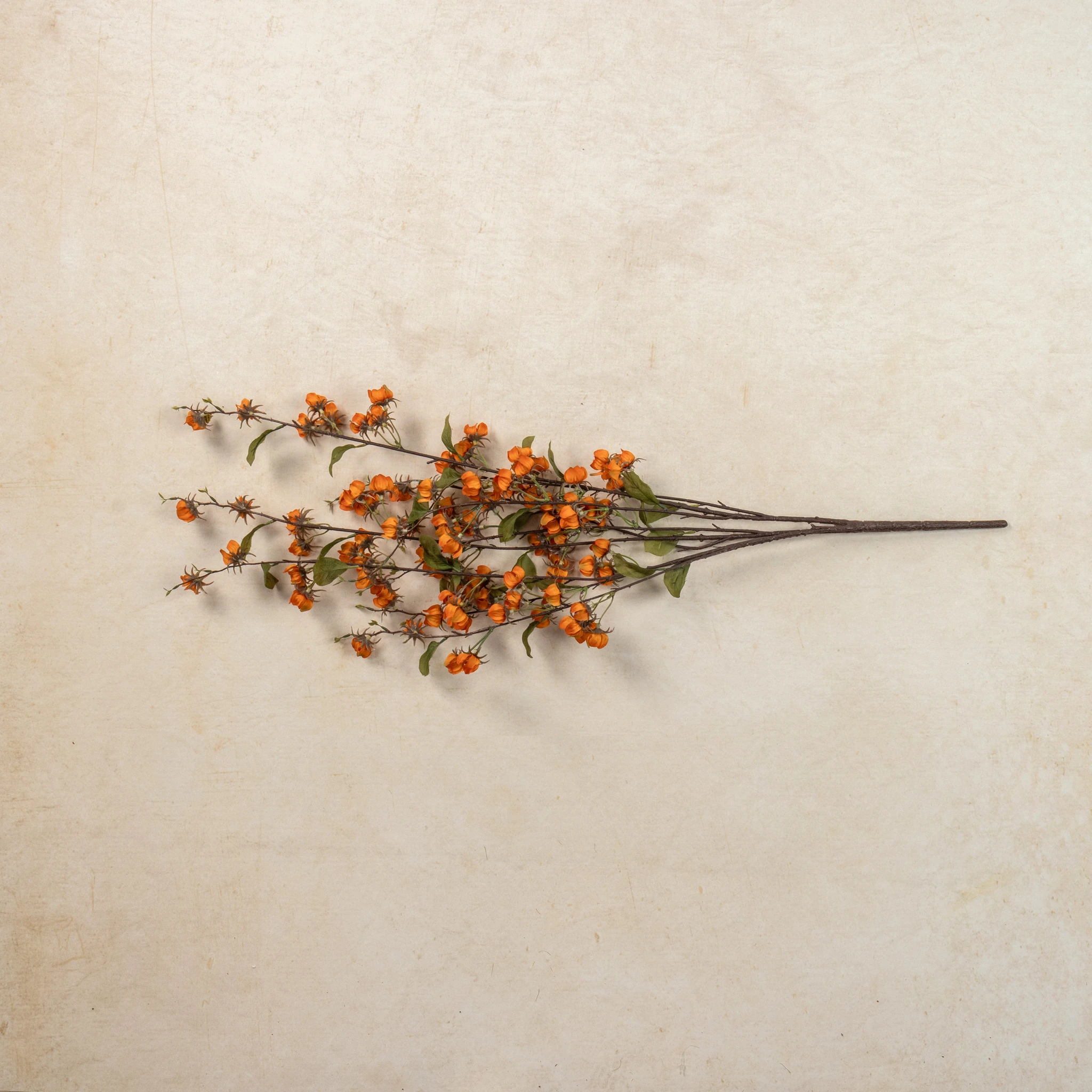 Orange Wild Lantern Bush, 36"