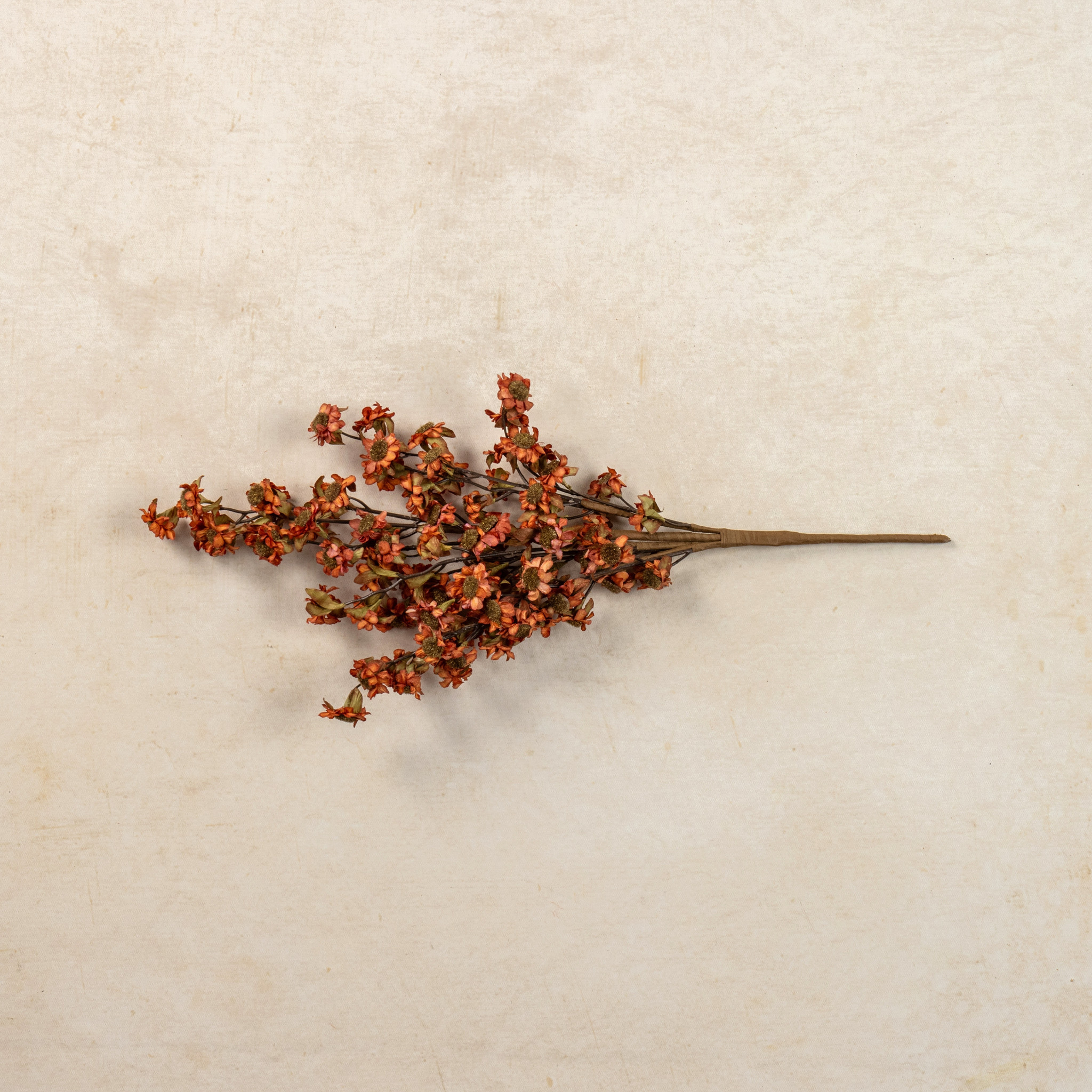 Rust Mini Daisy Bush, 22", photo 3 of 4