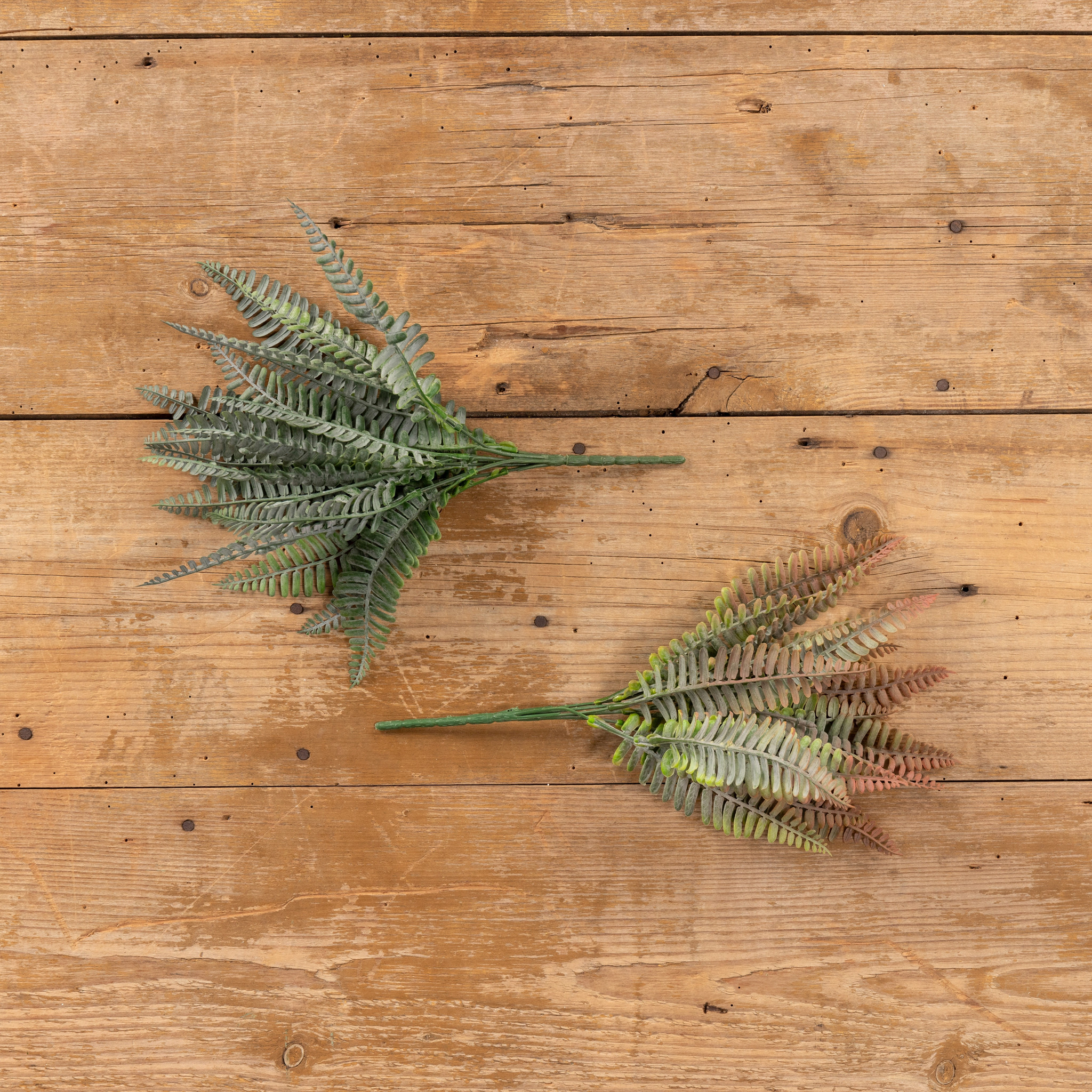 Rust Persian Leaf Fern Bush, photo 5 of 5
