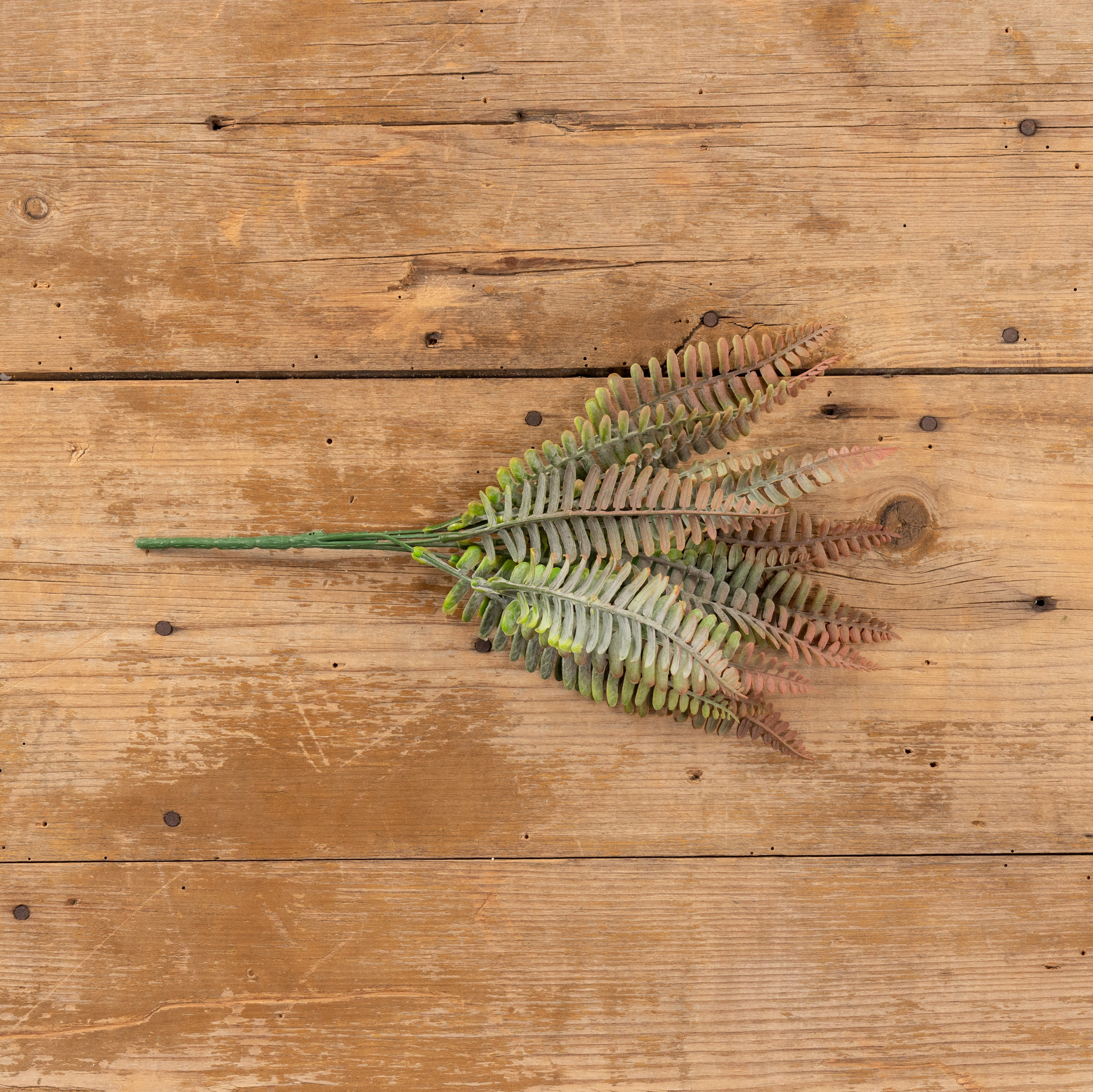 Rust Persian Leaf Fern Bush, photo 3 of 5