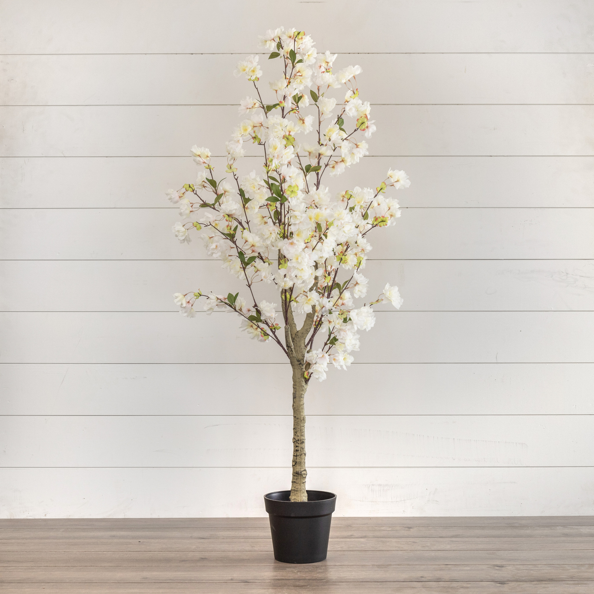 White Cherry Tree, 5.25 ft, photo 2 of 2