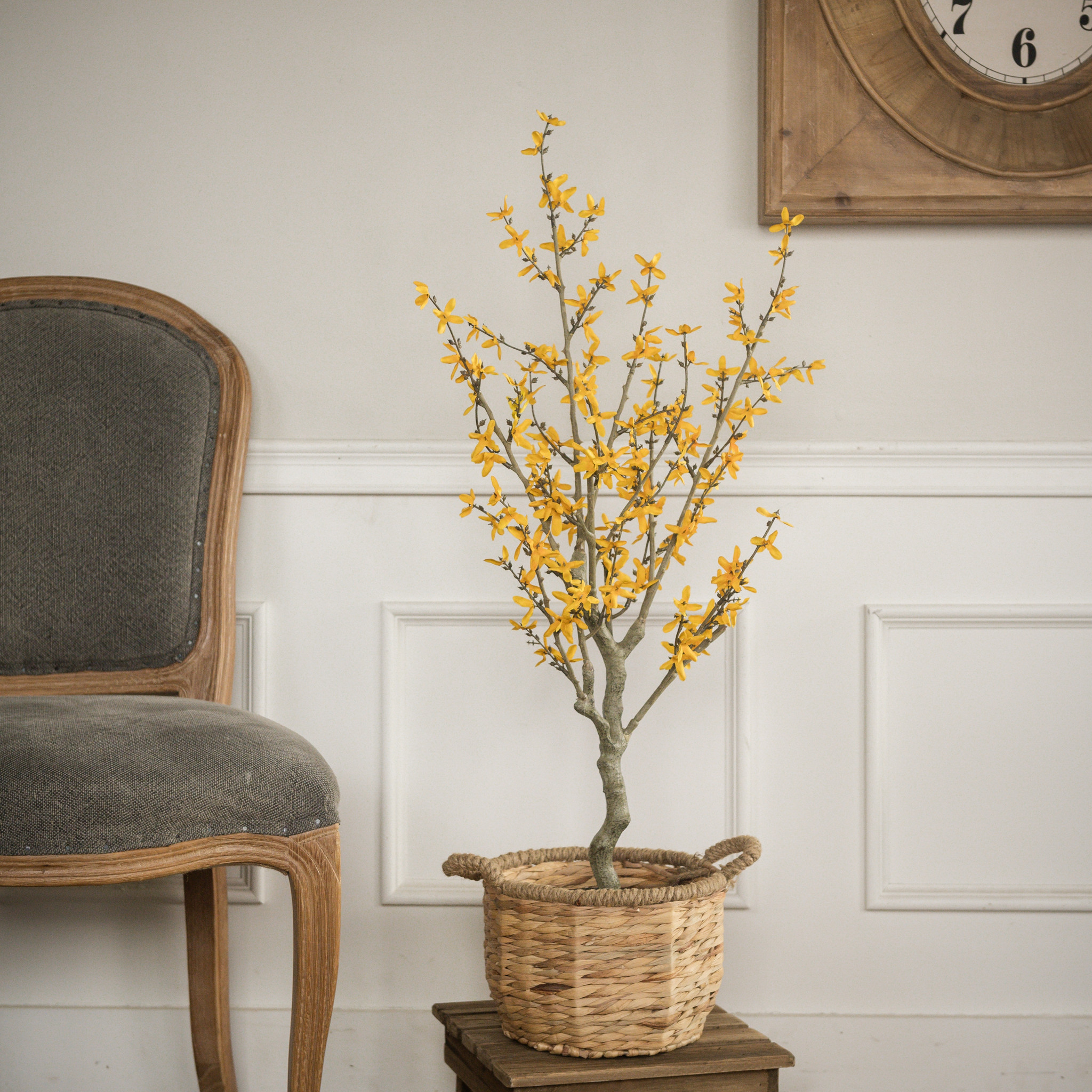 Yellow Winter Jasmine Tree, 3 ft