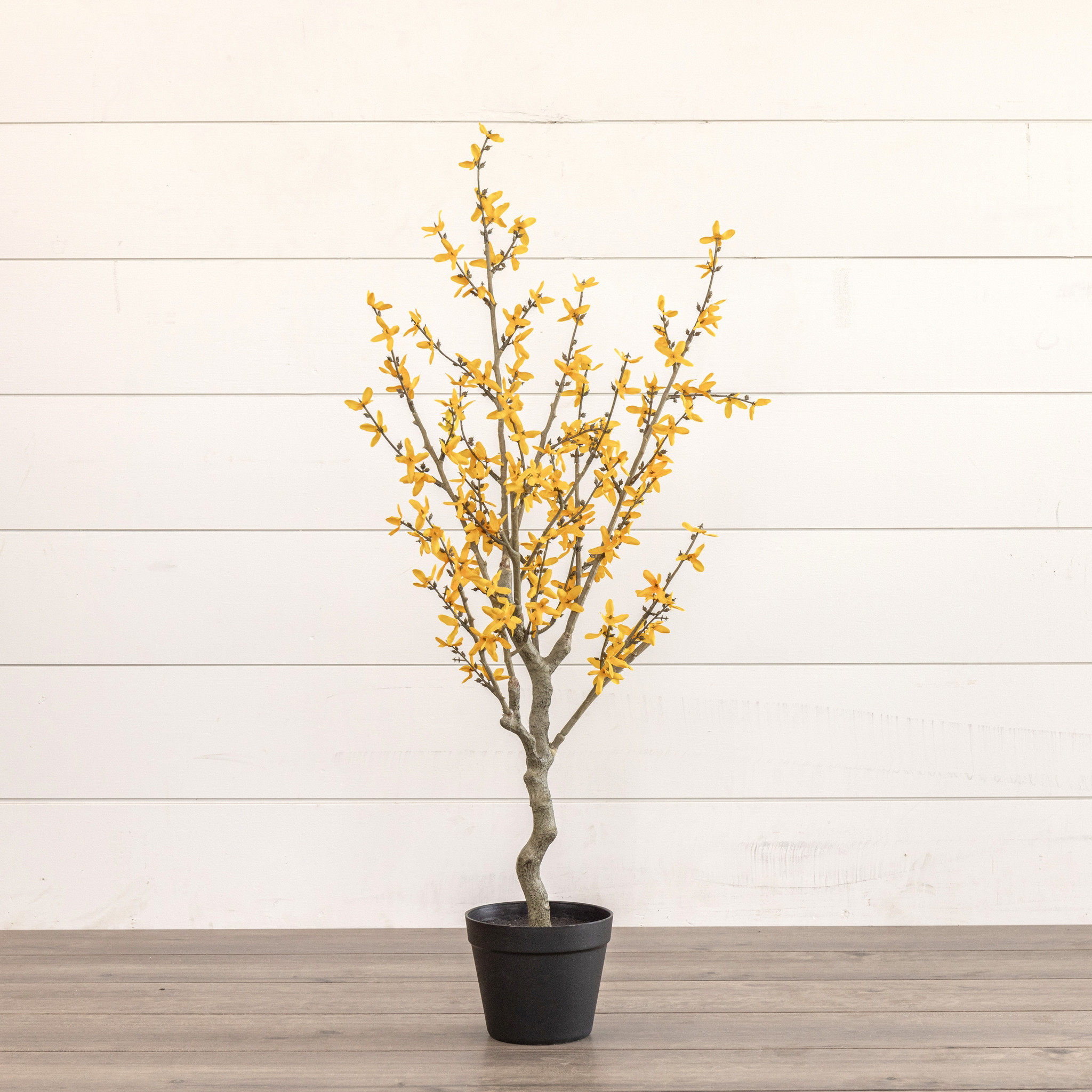 Yellow Winter Jasmine Tree, 3 ft, photo 2 of 3