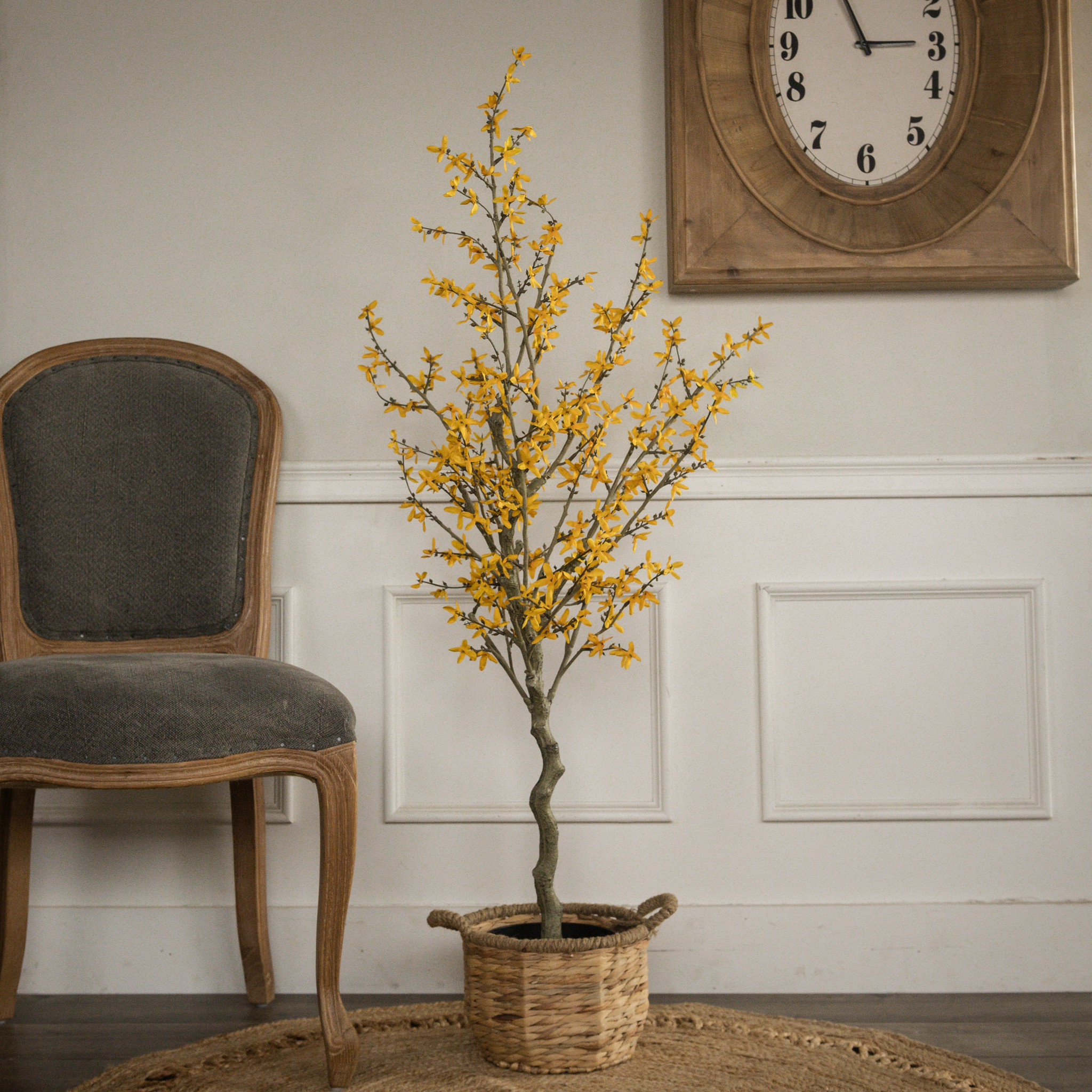 Yellow Winter Jasmine Tree, 4.25 ft